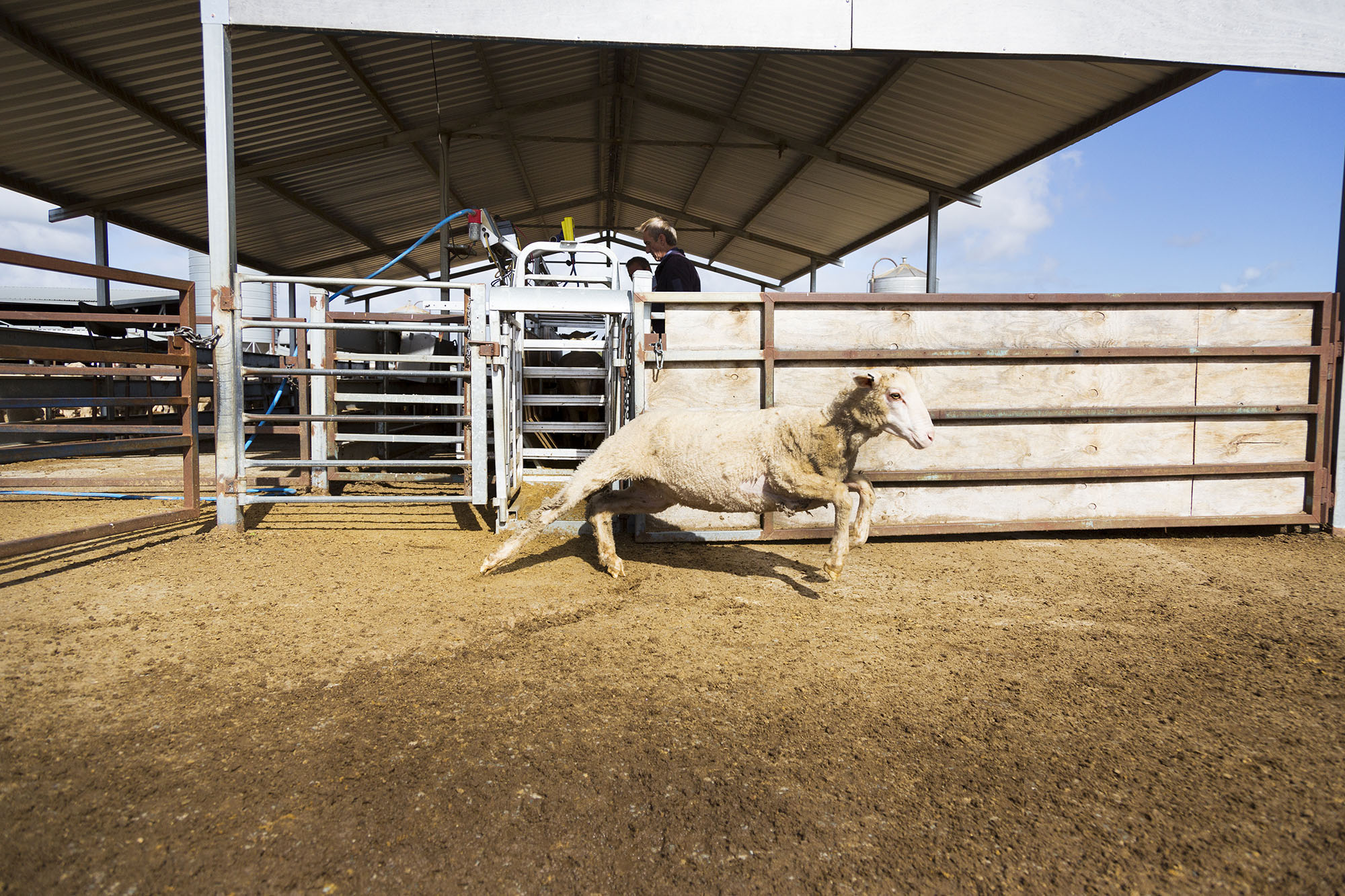 Sheep dart across the yards of an export facility in Western Australia, where veterinarians like Holly Ludeman (above) monitor their health.