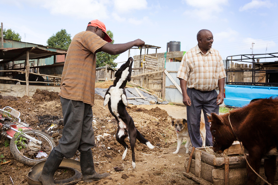 Farm owner Philip Ndungu Kamunyu (pictured right) owns a small dairy operation in Gilgil district of Kenya. He relies on the income, and therefore the health of his animals, to send his children to school.