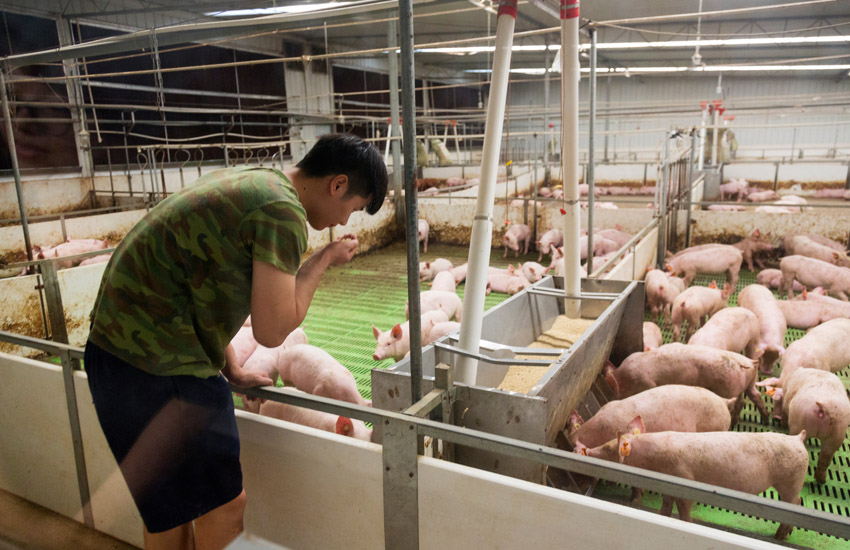 An employee examines the swine feed. Biosecurity rules require him to undergo a quarantine period before entering the facility.