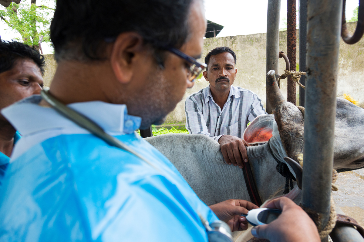 Dr Shrawan Singh checks the temperature of a local farmer’s cattle to evaluate signs of illness.