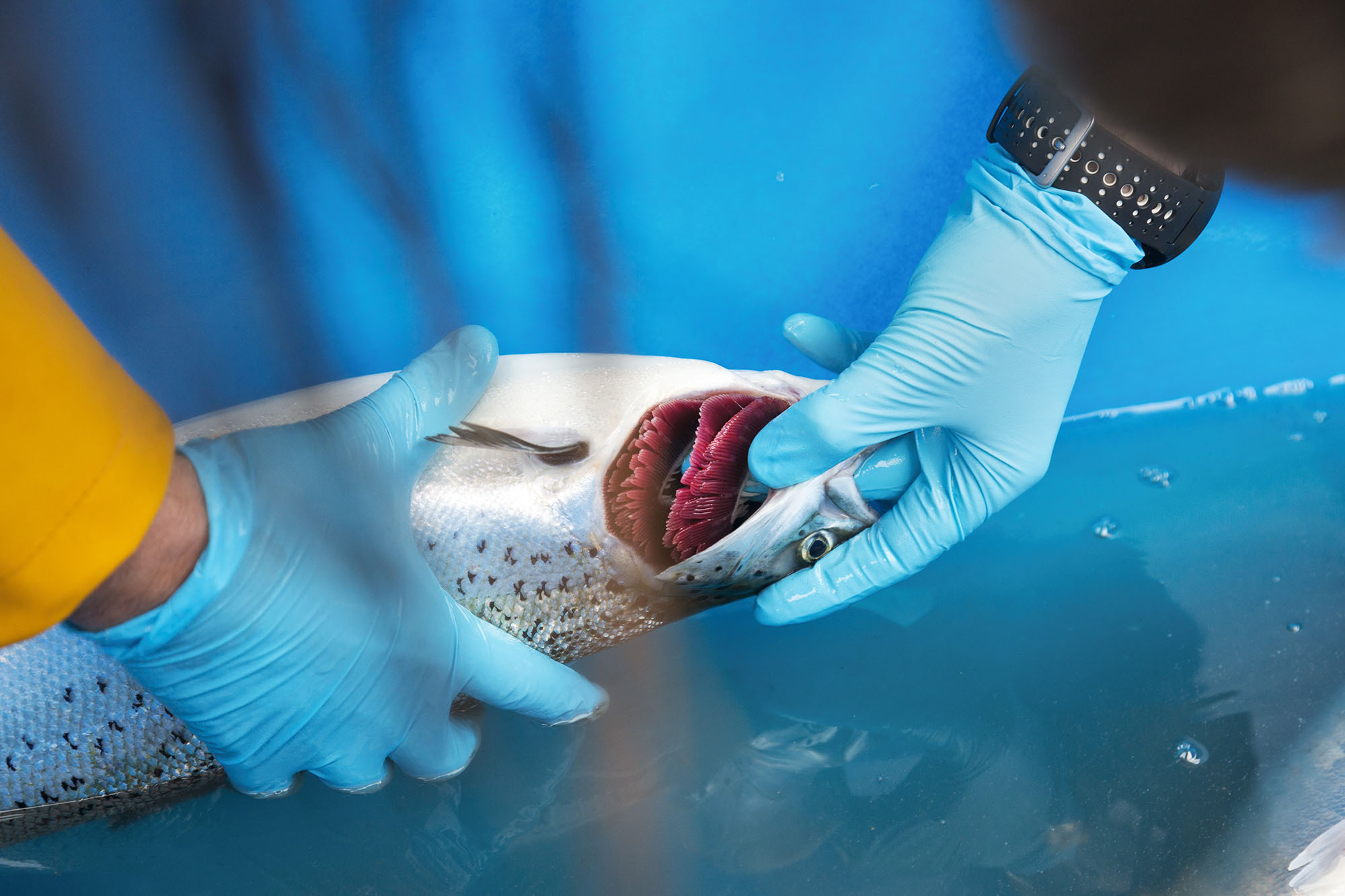 Fish veterinarian Christopher Matthews gently inspects the gills of a salmon. Catching signs of infection early provides the 'best chance' of successful treatment.