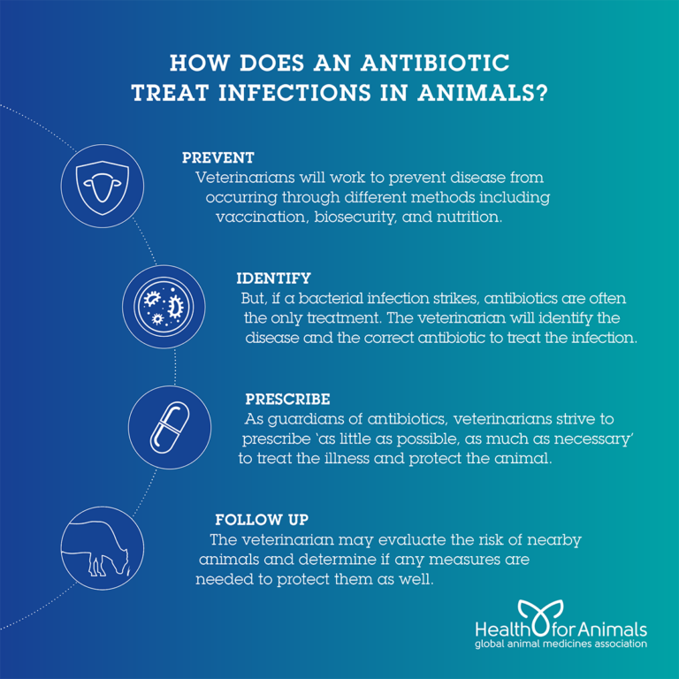 How Does An antibiotic treat infections in animals HealthforAnimals