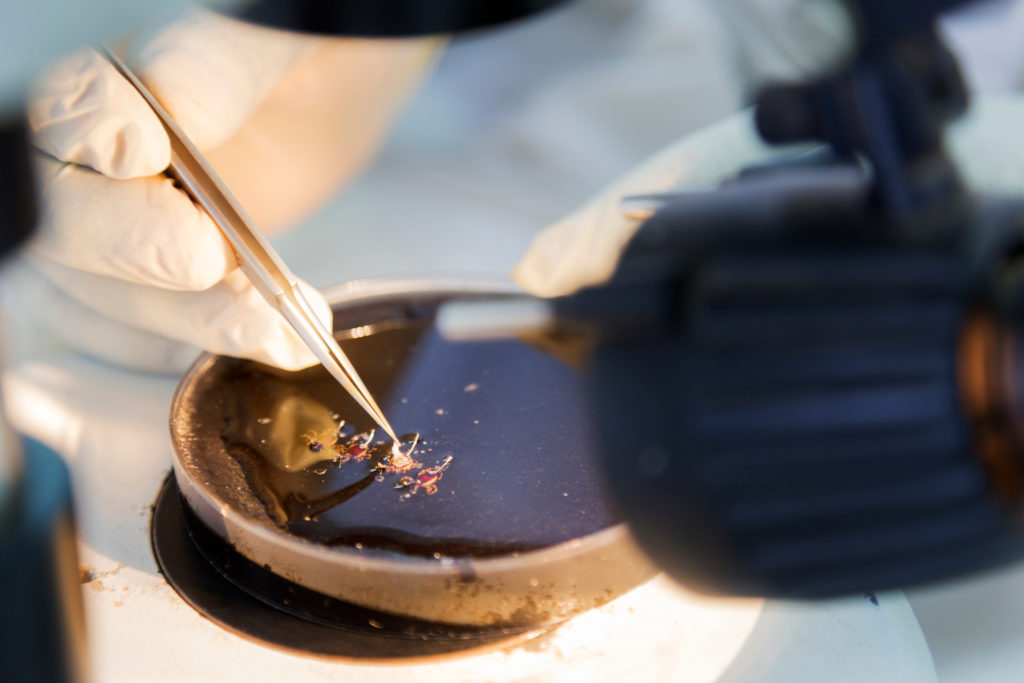 Vector-Borne Diseases - HealthforAnimals